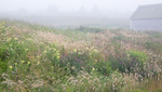 SUMMER MEADOW - NOVA SCOTIA
