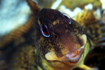 Lipophrys pholis