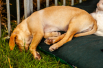 Yellow Labrador puppy_0327