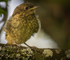 Redstart Fledgling