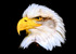 Bald eagle Haliaeetus leucocephalus-00125755