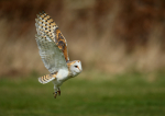 Barn Owl
