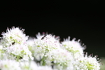 Insect and Flower