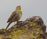 Cinereous Bunting