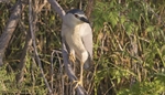 Night Heron.