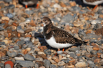 Turnstone