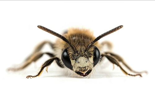 [i]Andrena labiata[/i] male, showing characteristic facial markings. Staffordshire garden, April 2015.