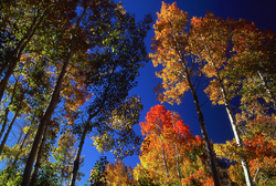 Fall Colors: The Eastern Side portfolio