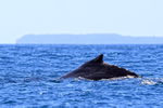 Humpback Whale dorsal fin close, Drake Bay, Costa Rica