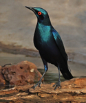Bronze tailed Glossy Starling