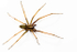 Common housespider