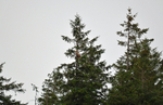White-tailed Eagle