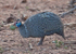 Guinea Fowl, Zambia