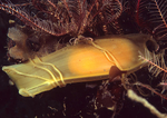 Scyliorhinus sp. egg case
