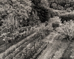 George's Garden, Pennsylvania, #3, 1984