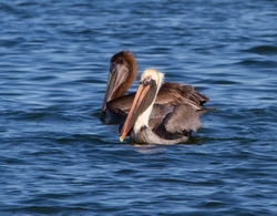  Pelicans _0034