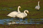 Whooper Swans