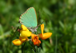 Green Hairstreak