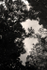 Flower  _FL_024