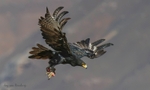 Verraux's Eagle