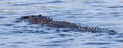 Aligators _0057