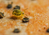 Sminthurinus aureus
