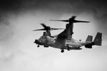 Osprey