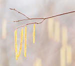 SPRING CATKINS 2017 - NORFOLK COUNTY