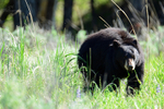 Blacktail Plateau Black Bear