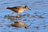 Reflection of a Redshank wading at low water in Brownsea Lagoon