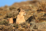 Puma Rupestre alert for prey, Torres del Paine, Chile