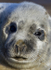 GREY SEAL PUP APPROX 8 DAYS OLD
