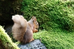 Red Squirrel 17