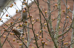 Two much sought after Waxwings!