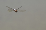 Flying Broad-bodied Chaser (male), front view, Dorset, UK