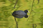 Coot