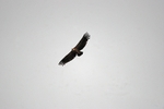 Griffon Vulture