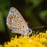 Common blue female (Polyommatus icarus) ♀︎.