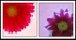 Flower Diptych