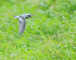 Fork-tailed Storm Petrel, Knight Inlet, Canada