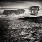 Cobbles and Trees (square format)