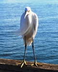 Serious Bird