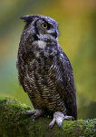 Great Horned Owl 2