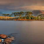 Pine Island Early Light