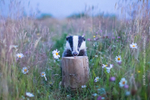 Badger in Wild Flowers