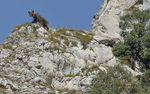 Ourse et ses deux petits