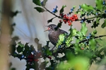 Blackbird