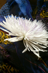 Flowers Set 2 - 03