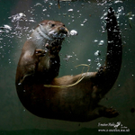 Euroasian Otter 291012