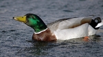 mallard